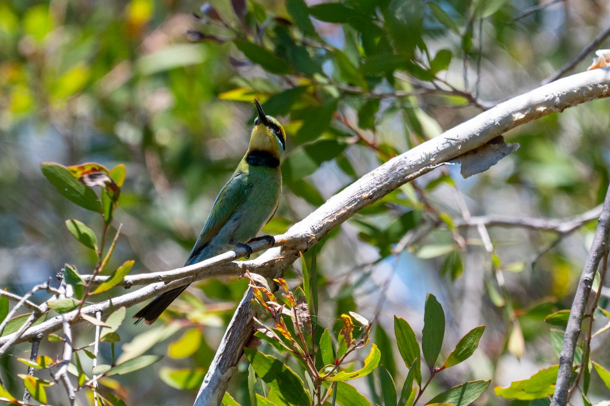 Радужная щурка - ML647278975