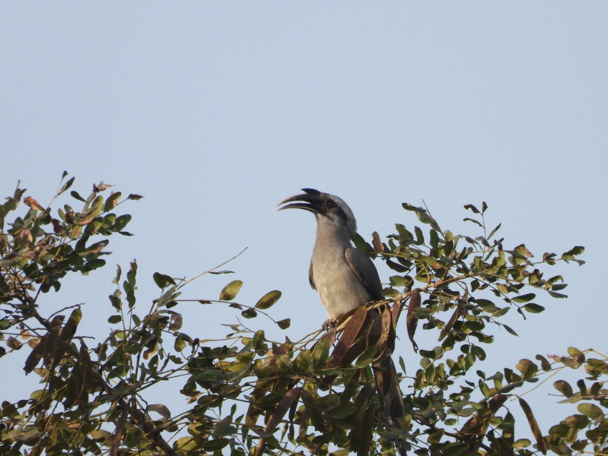 Индийский серый ток - ML647278976
