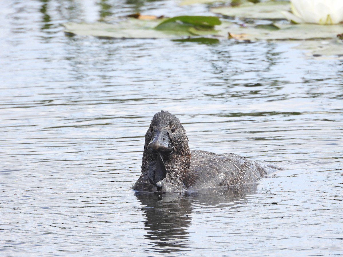 Лопастная утка - ML647278977