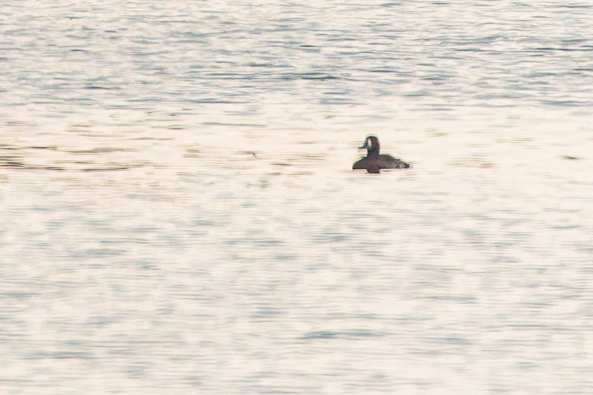 Хохлатая чернеть - ML647278978