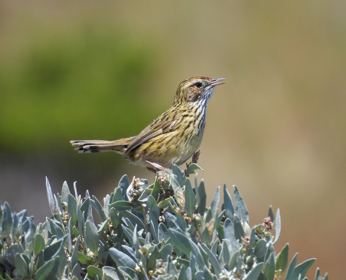 Исчерченный ложнокрапивник - ML647278979