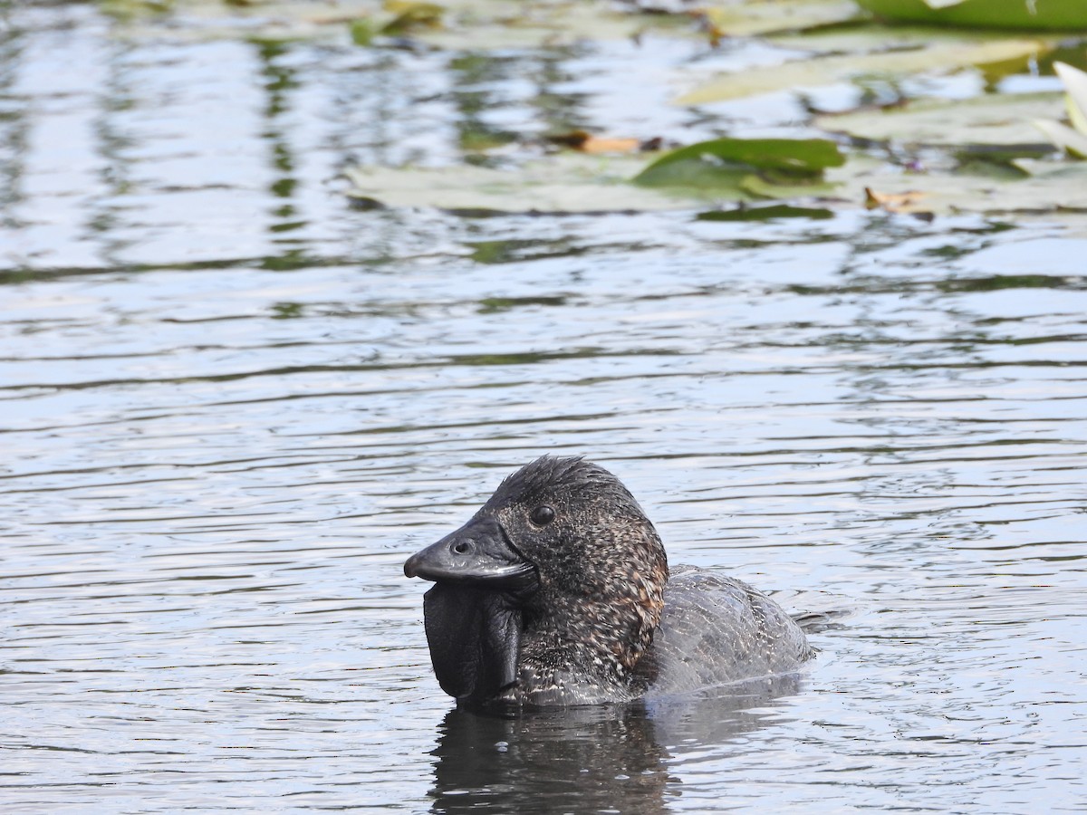 Лопастная утка - ML647278980