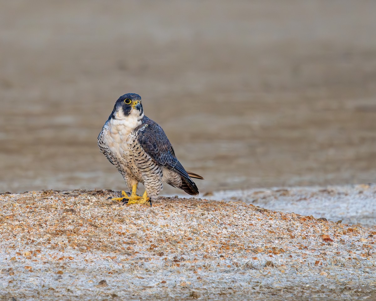 Peregrine Falcon - ML647278981