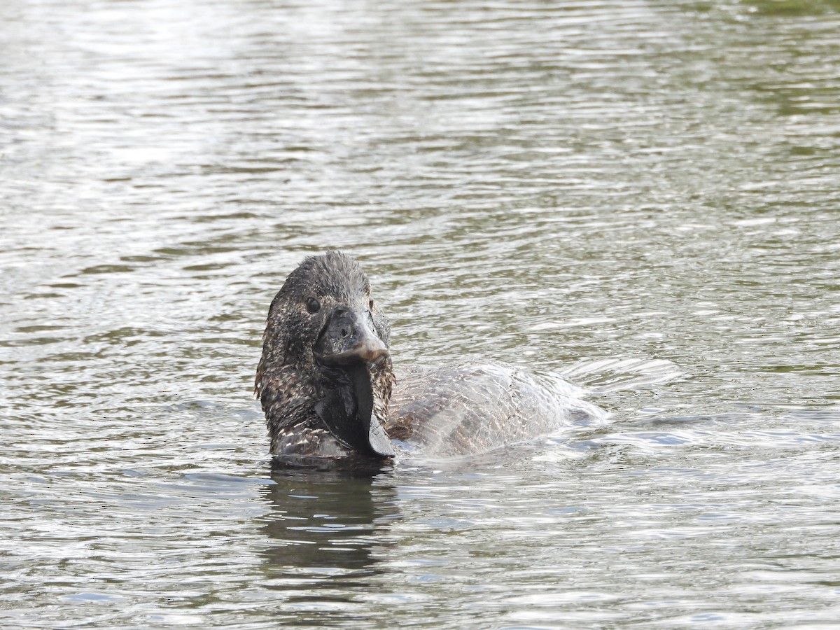 Лопастная утка - ML647278982