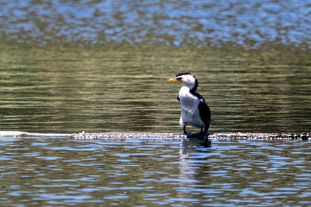Пёстрый баклан - ML647278983