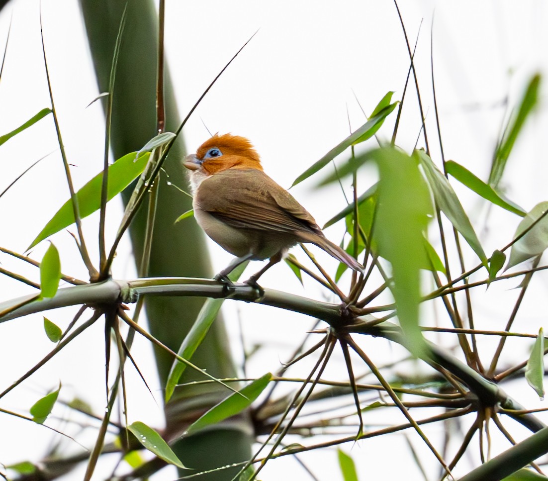 Белогрудая сутора - ML647278984