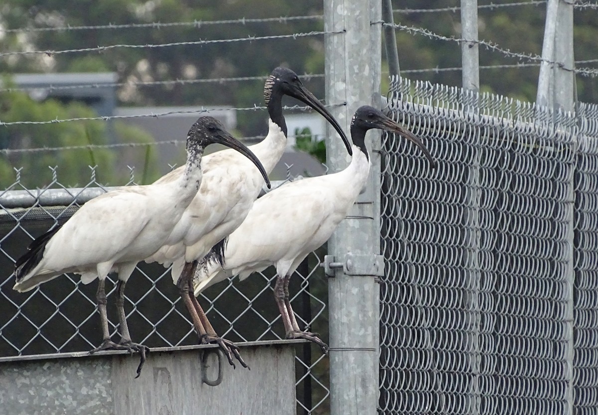 Молуккский ибис - ML647278985