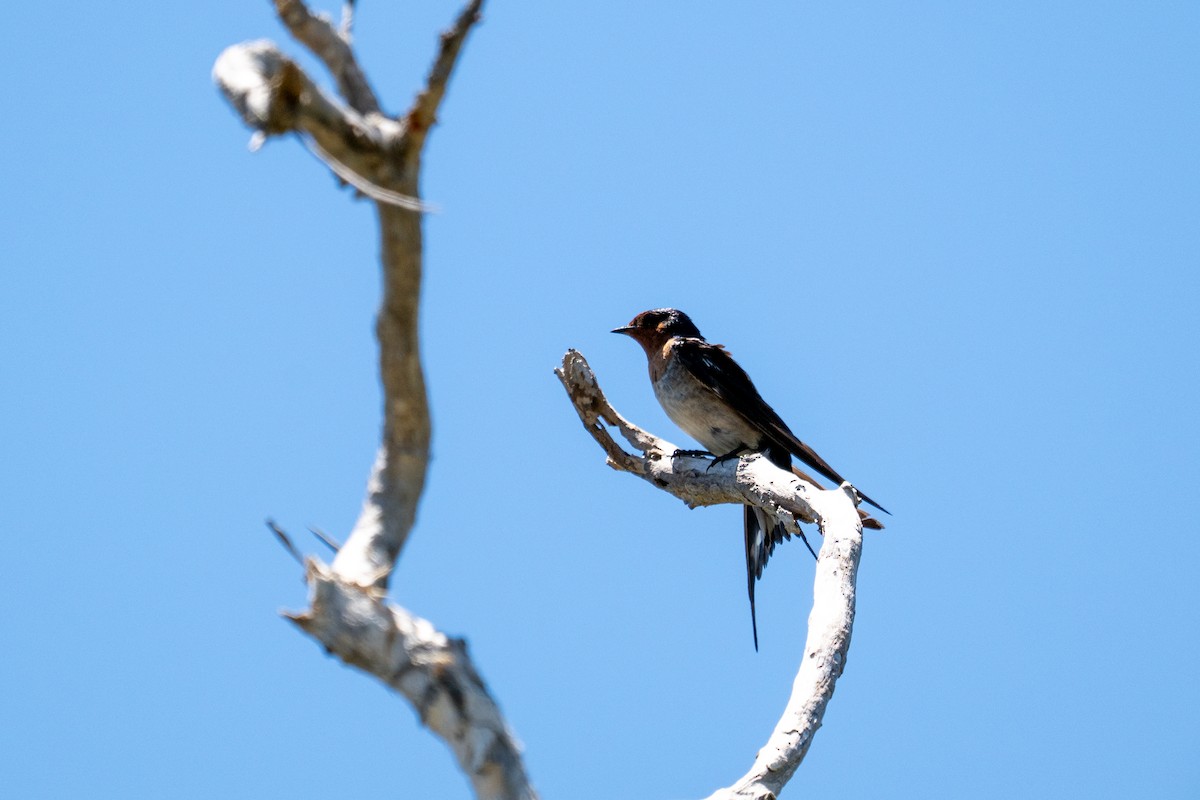 Welcome Swallow - ML647278989