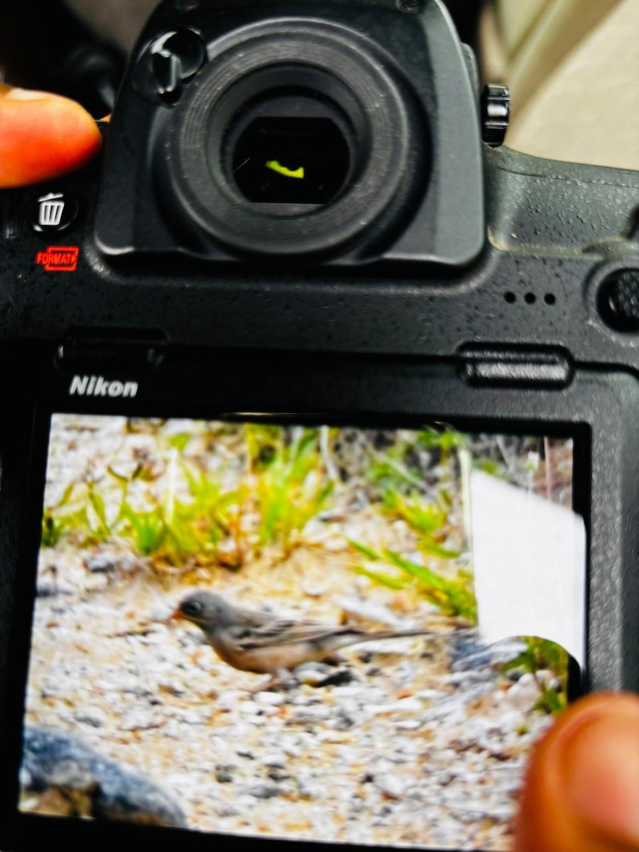 Gray-necked Bunting - ML647278997