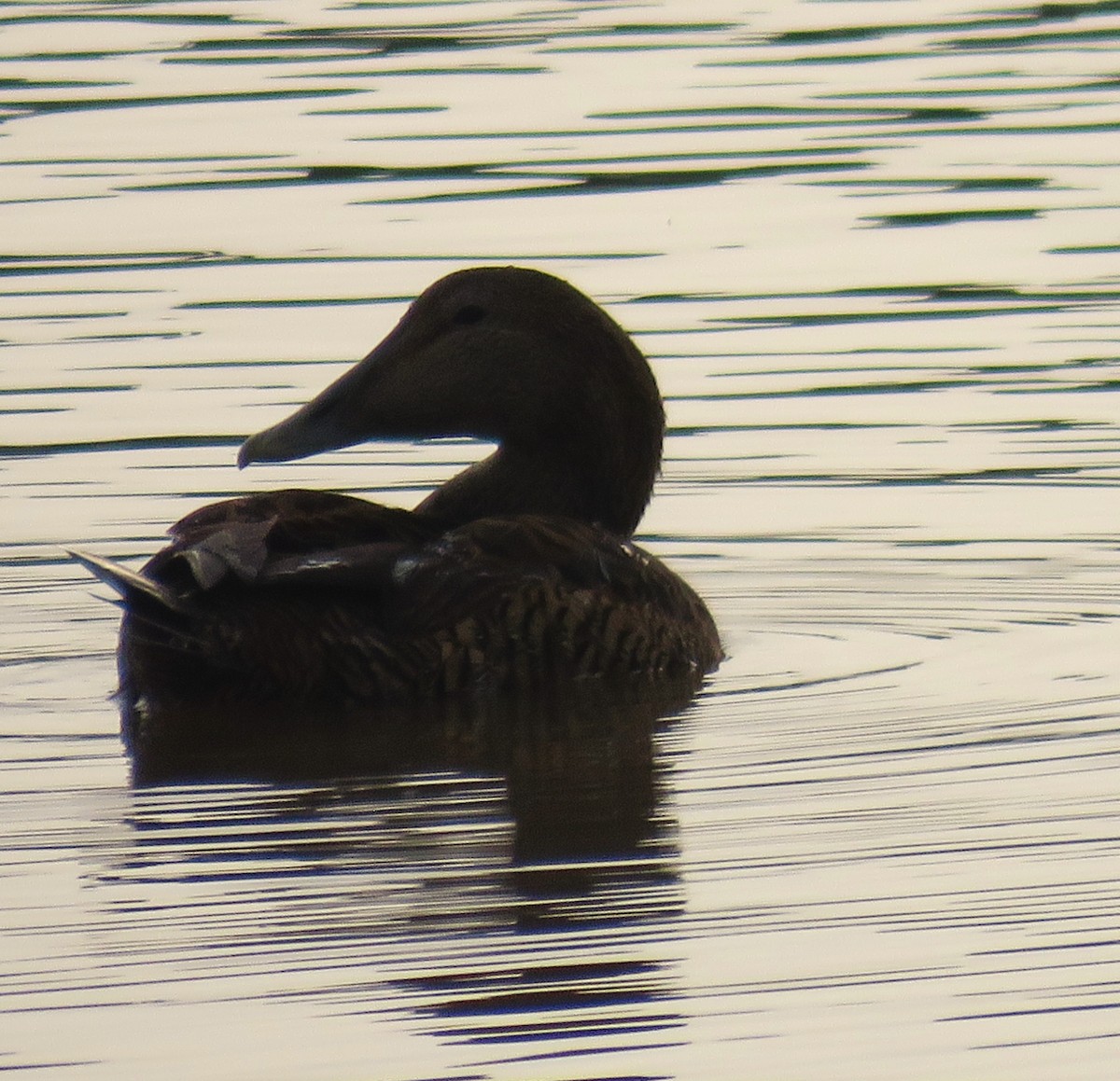 Common Eider - ML647278999