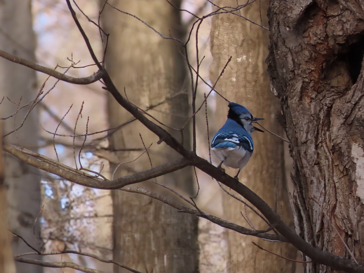 Blue Jay - ML647279001