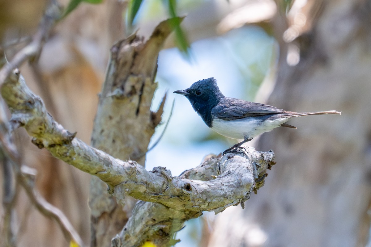 Leaden Flycatcher - ML647279004