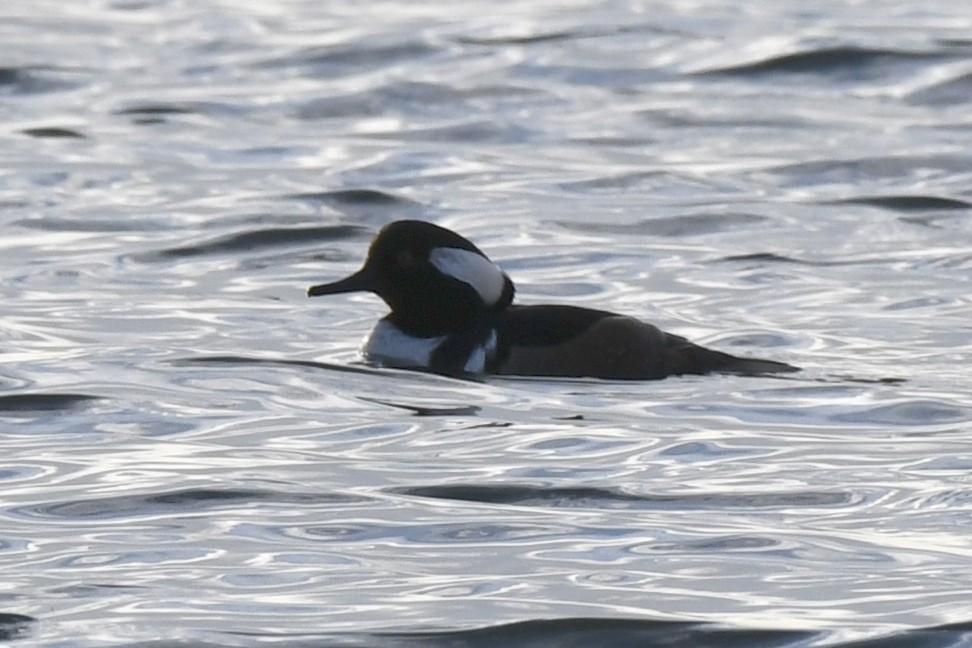Hooded Merganser - ML647279005