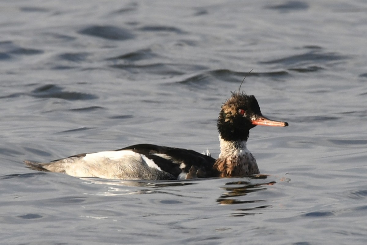 מרגון בינוני - ML647279006