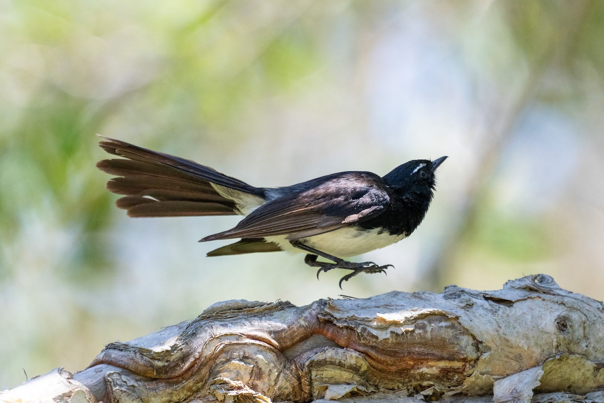 Willie-wagtail - ML647279008