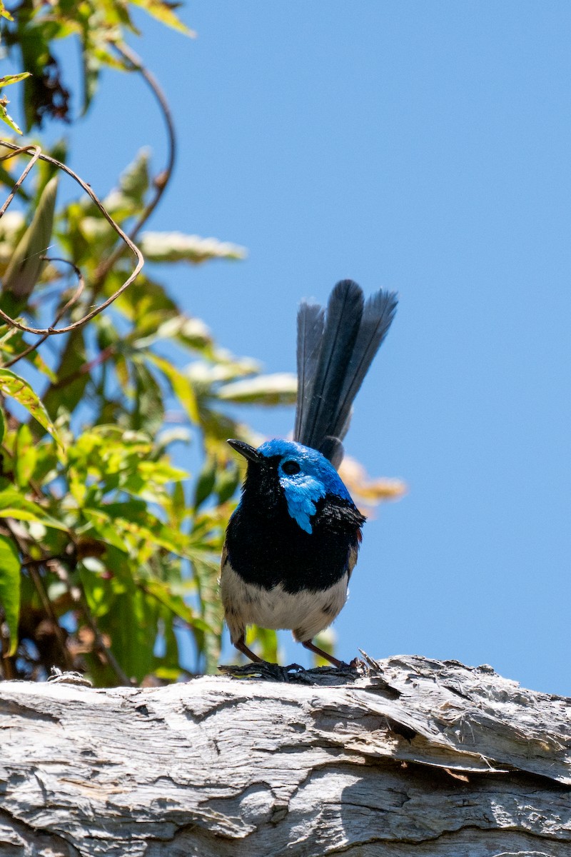Variegated Fairywren - ML647279010