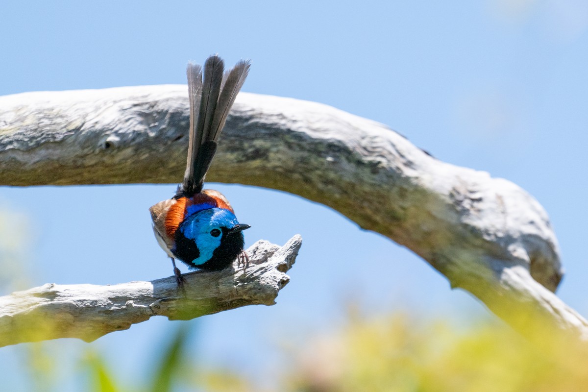 Variegated Fairywren - ML647279011