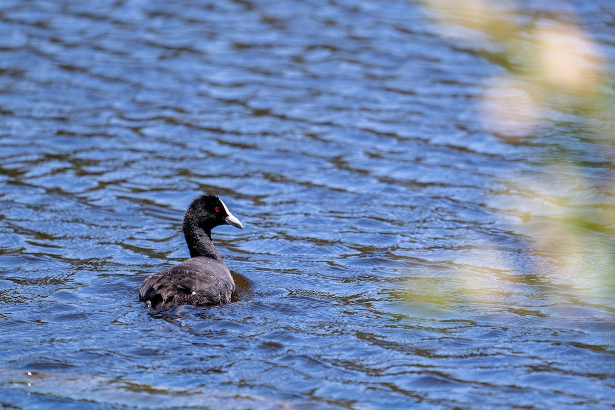 Eurasian Coot - ML647279014