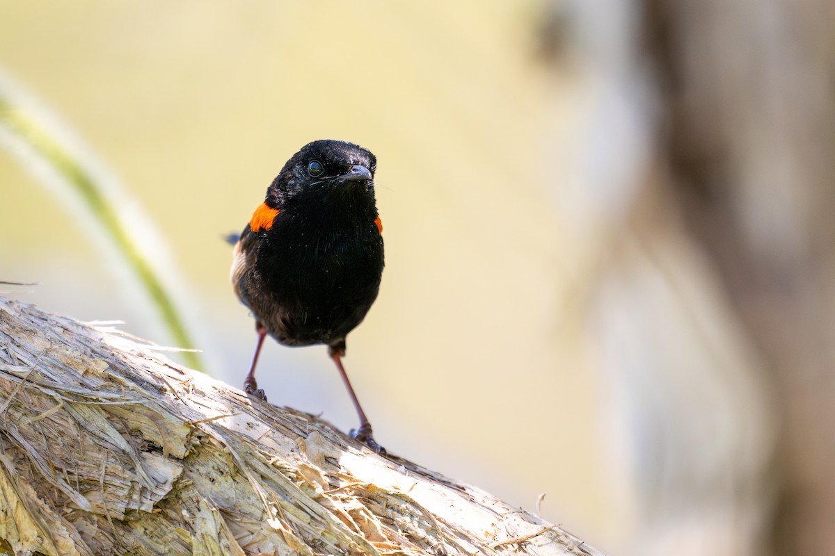 Red-backed Fairywren - ML647279016