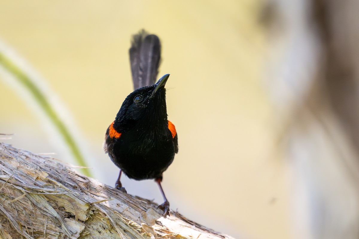 Red-backed Fairywren - ML647279017
