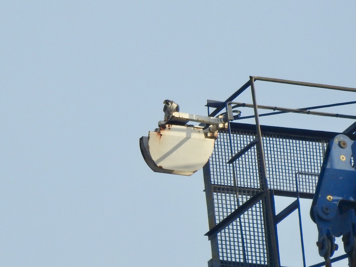 Peregrine Falcon - ML647279022