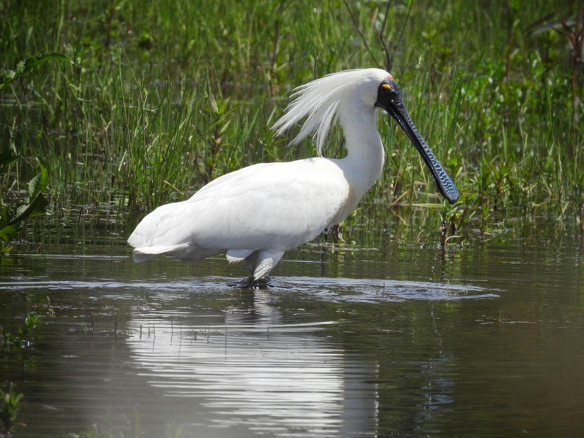 Косар королівський - ML647279035