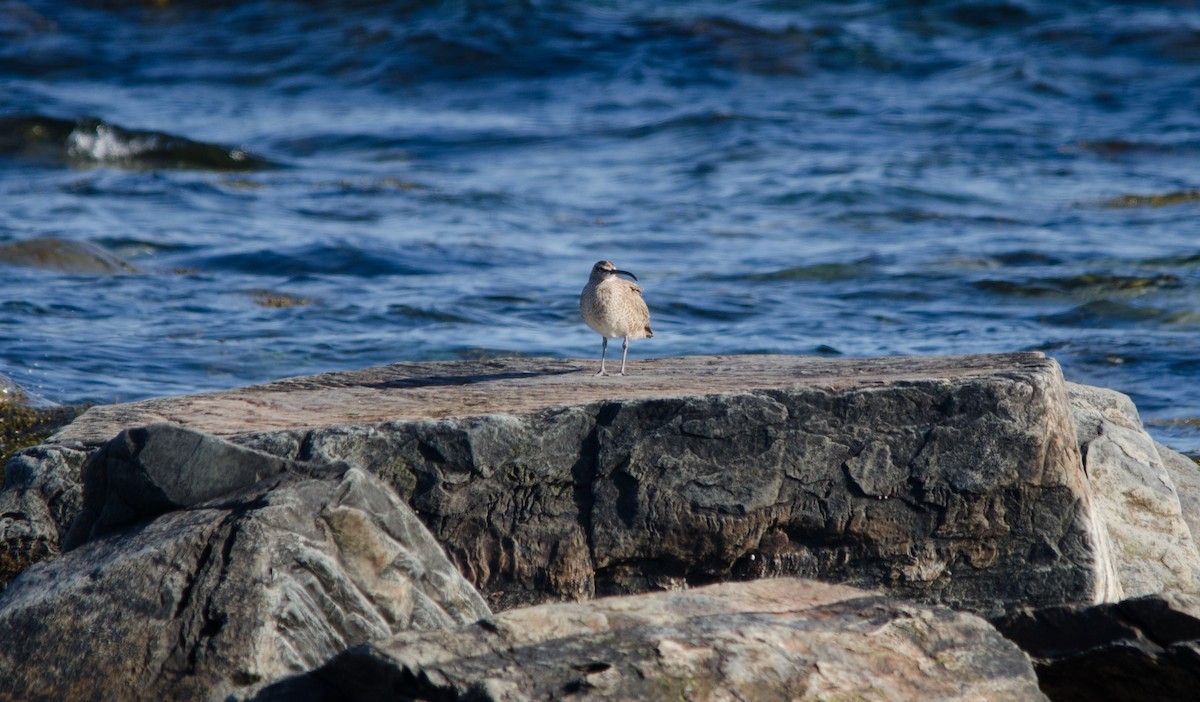 Hudsonian Whimbrel - ML647279045