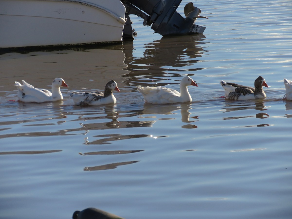 Graylag Goose (Domestic type) - ML647279048
