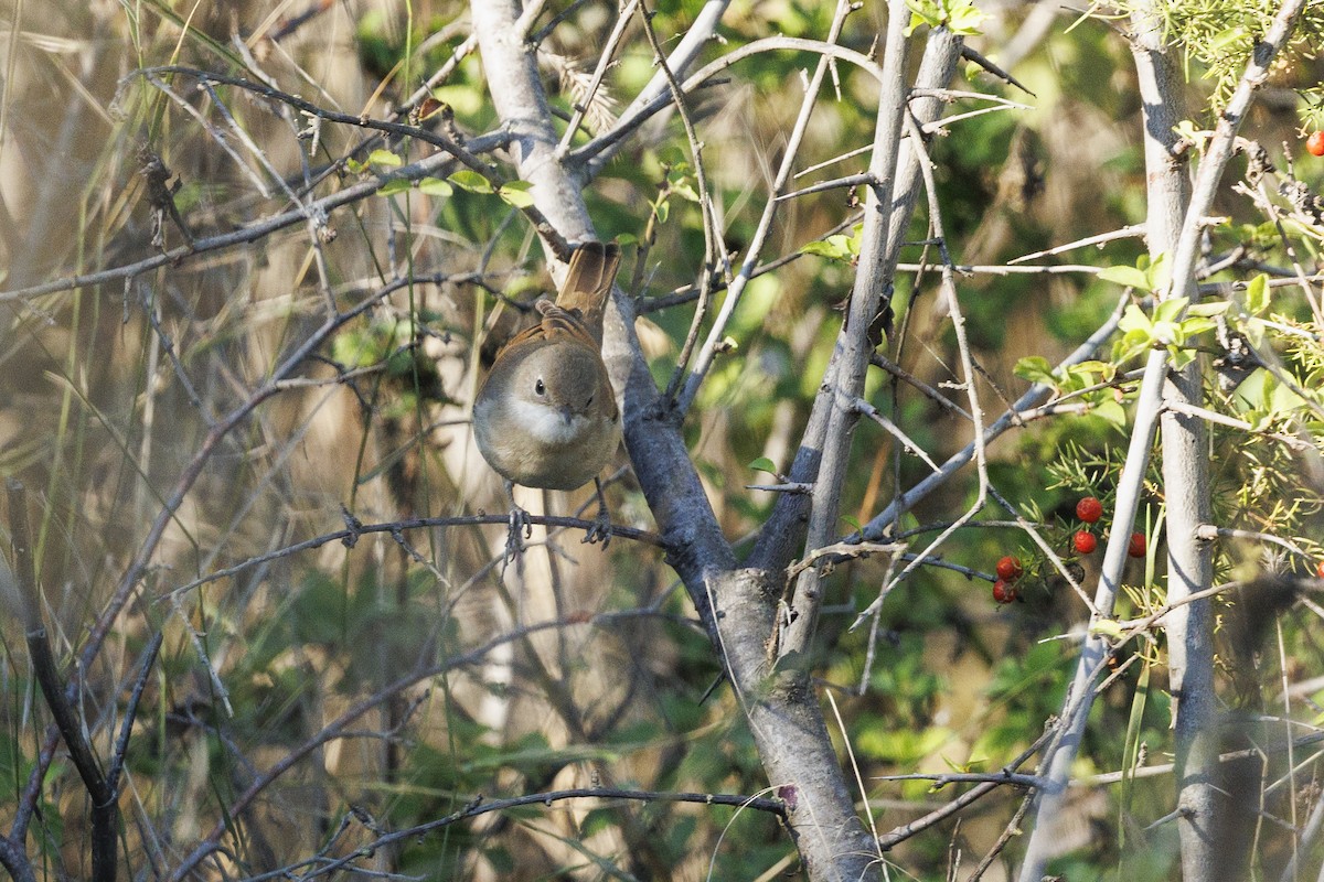 Greater Whitethroat - ML647279051
