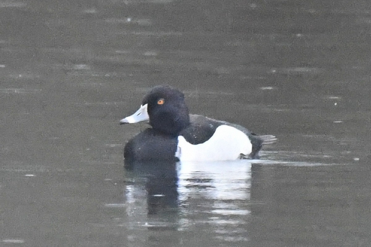 Ring-necked Duck - ML647279056