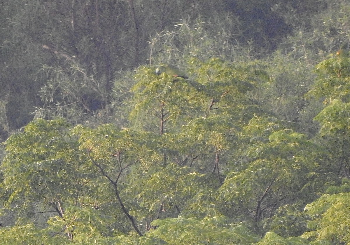 Turquoise-fronted Amazon - ML647279072