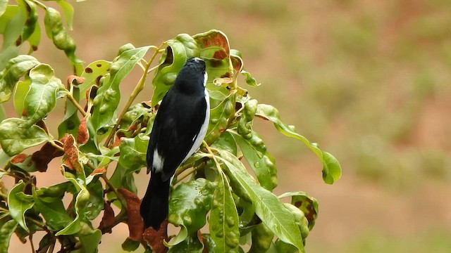 Lined Seedeater - ML647279073