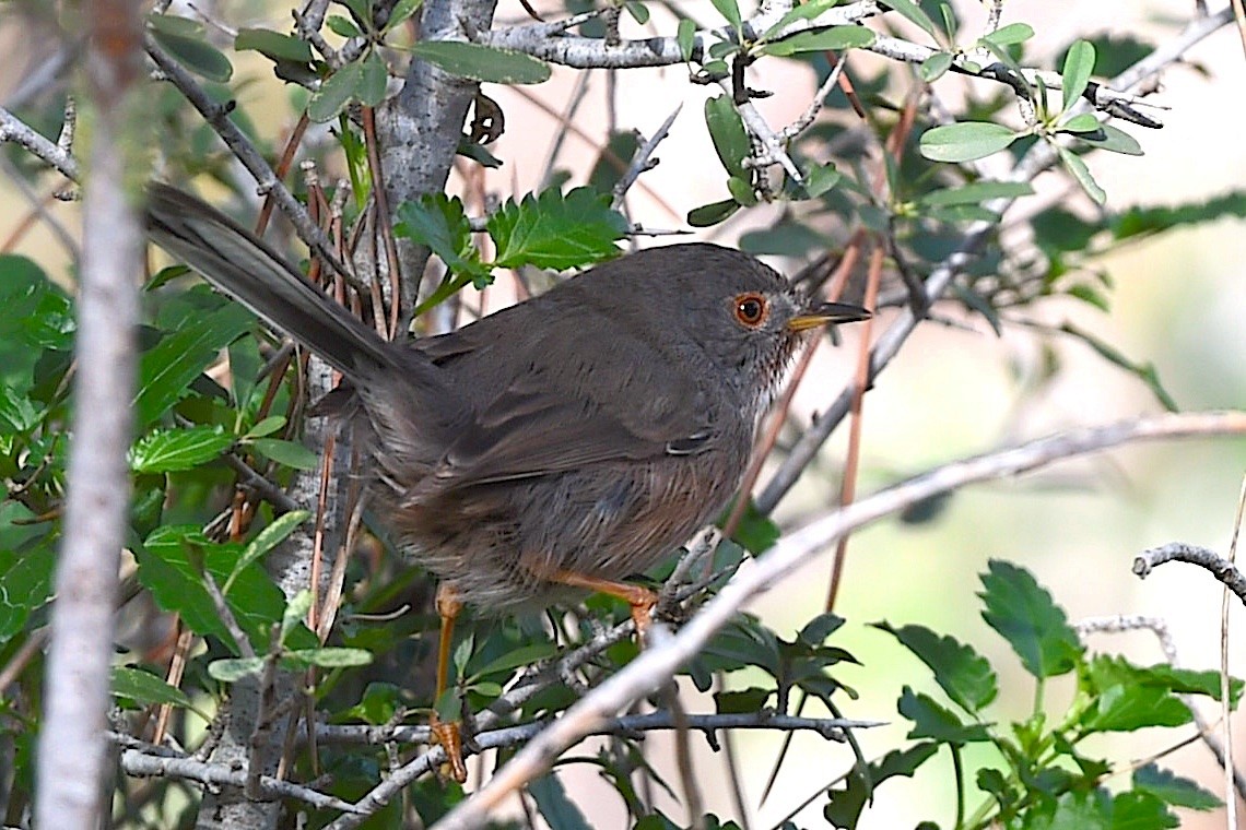 Funda Ötleğeni - ML647279080