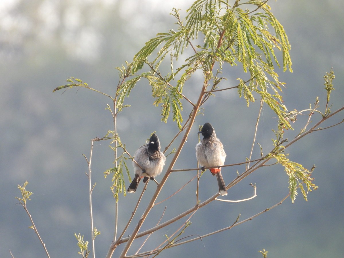 Red-vented Bulbul - ML647279082