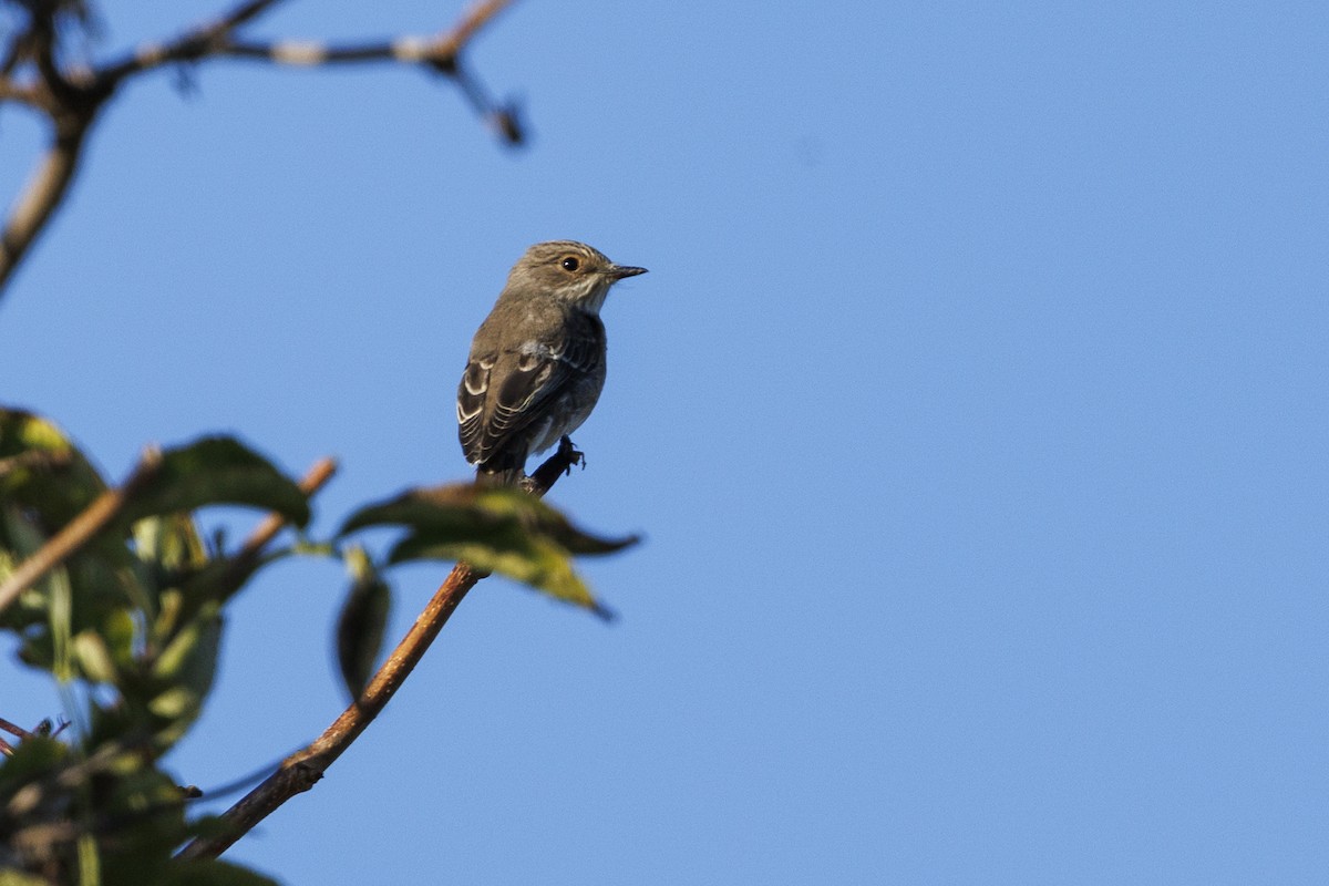 Spotted Flycatcher - ML647279083