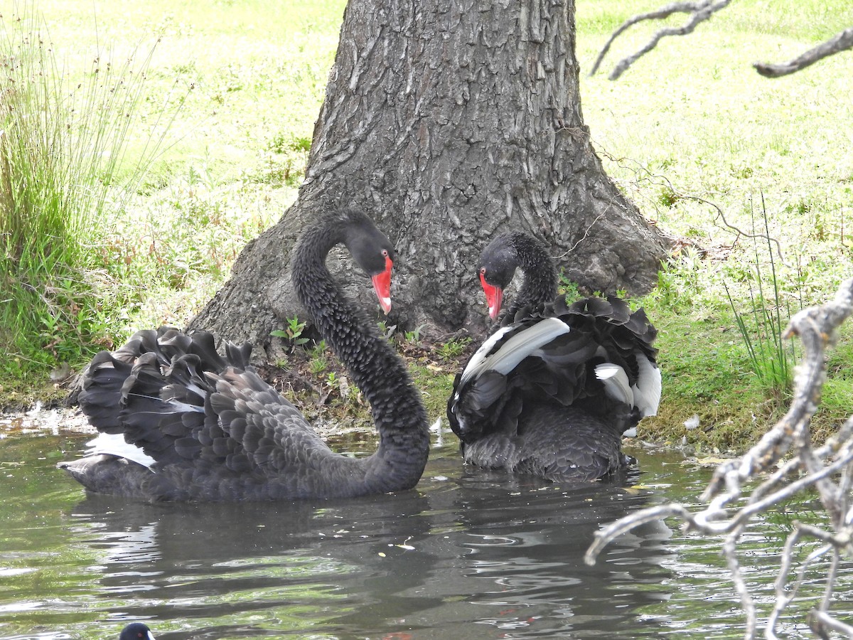 Black Swan - ML647279084