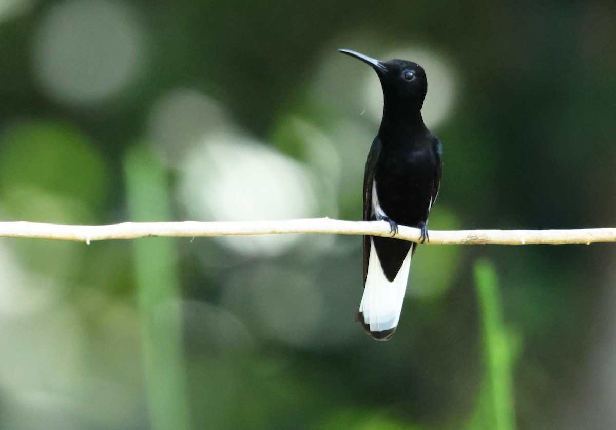 Black Jacobin - ML647279085