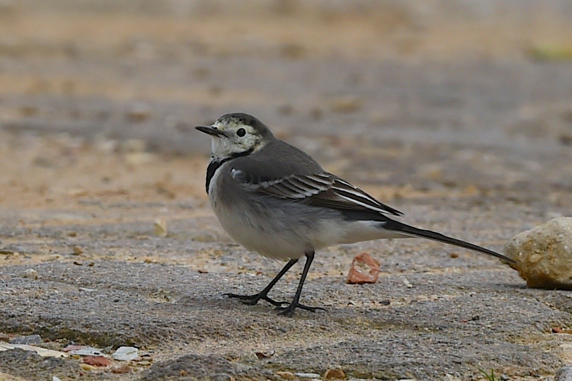 White Wagtail (White-faced) - ML647279086