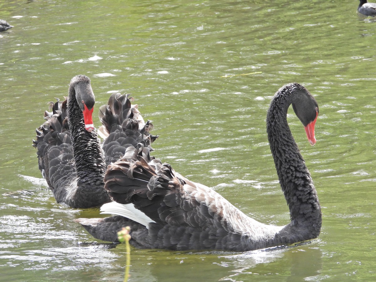 Black Swan - ML647279088