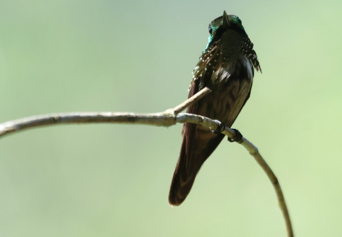 Festive Coquette - ML647279089