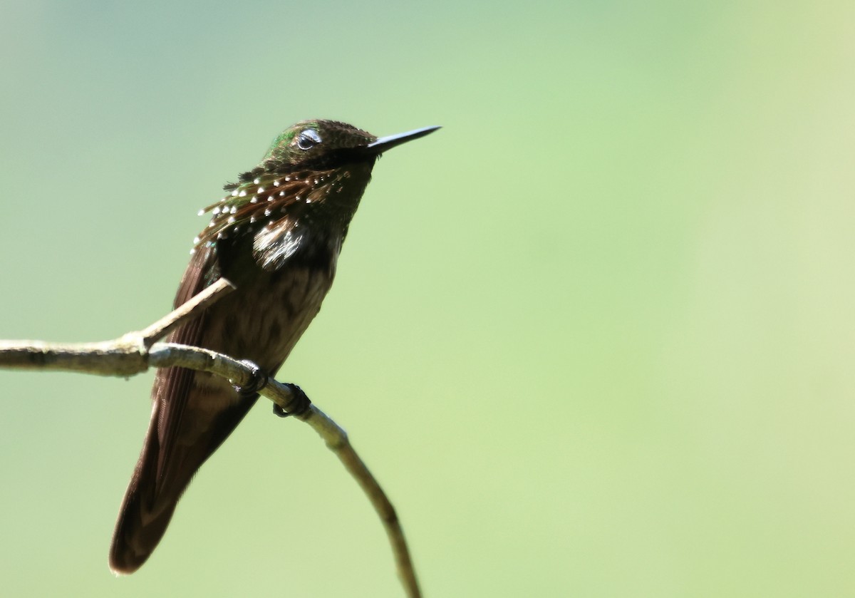 Festive Coquette - ML647279090