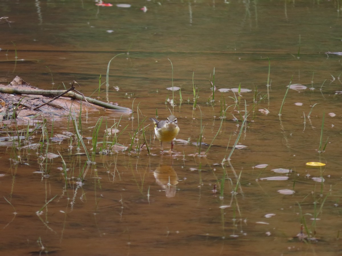 Gray Wagtail - ML647279091