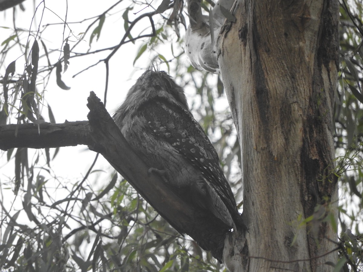 Tawny Frogmouth - ML647279092