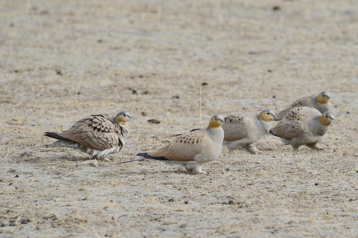 Tibetan Sandgrouse - ML647279093