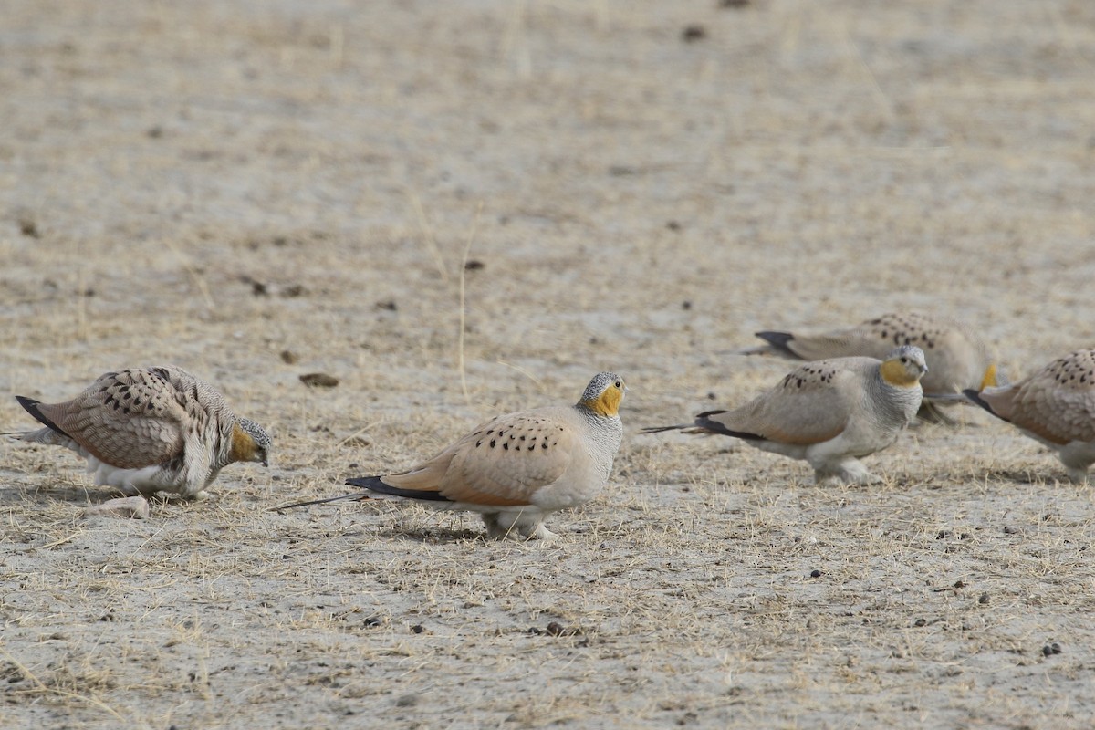 Tibetan Sandgrouse - ML647279094