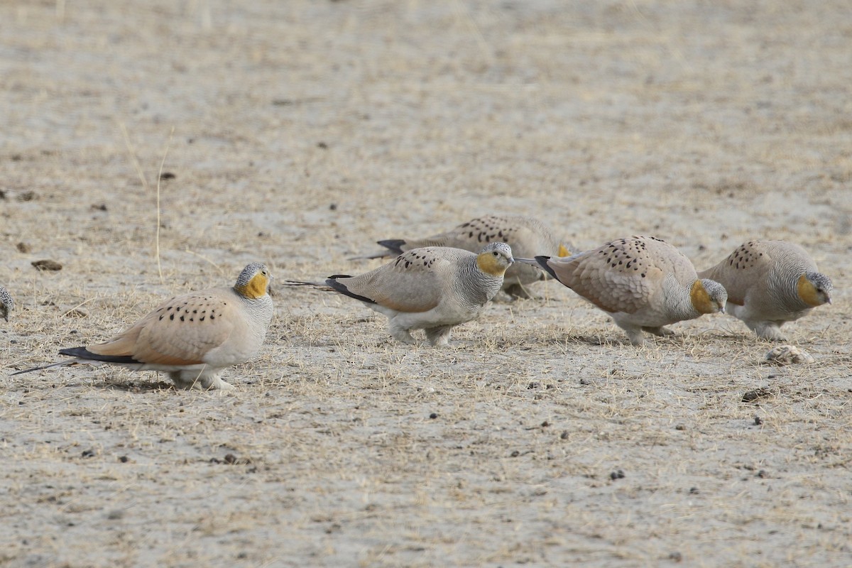 Tibetan Sandgrouse - ML647279095