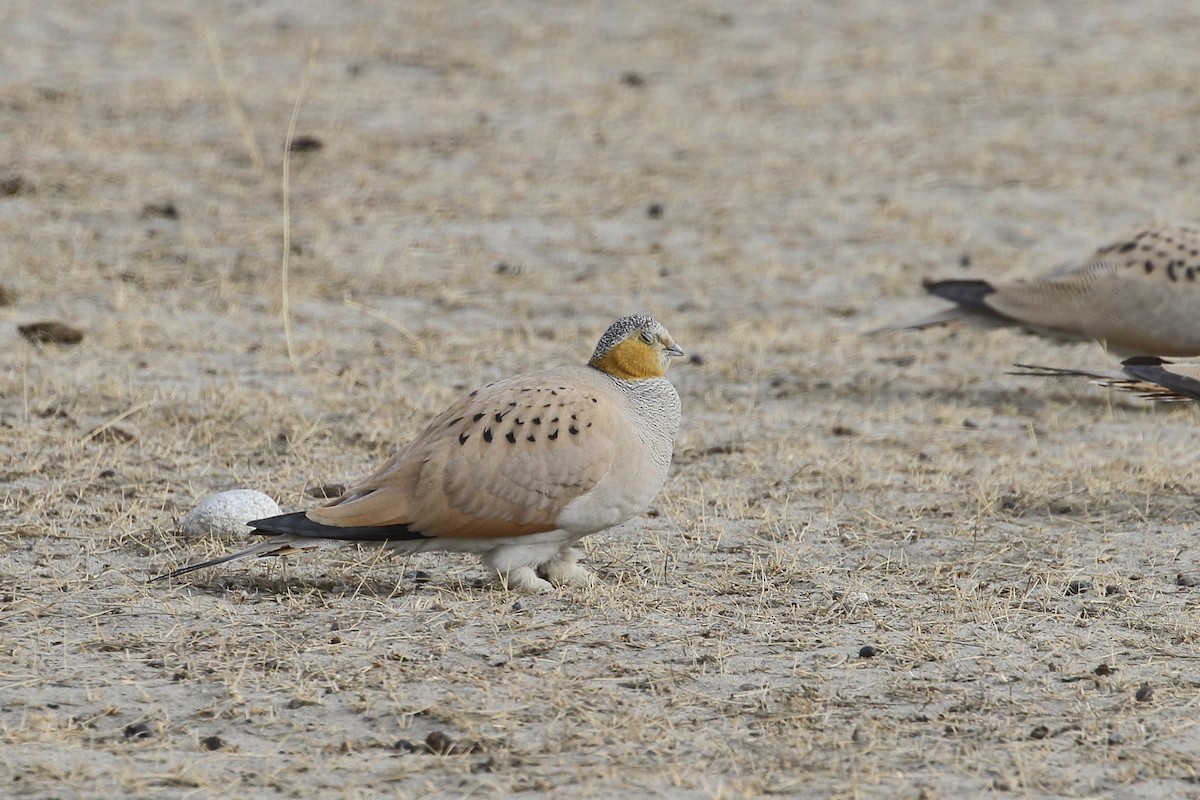 Tibetan Sandgrouse - ML647279096
