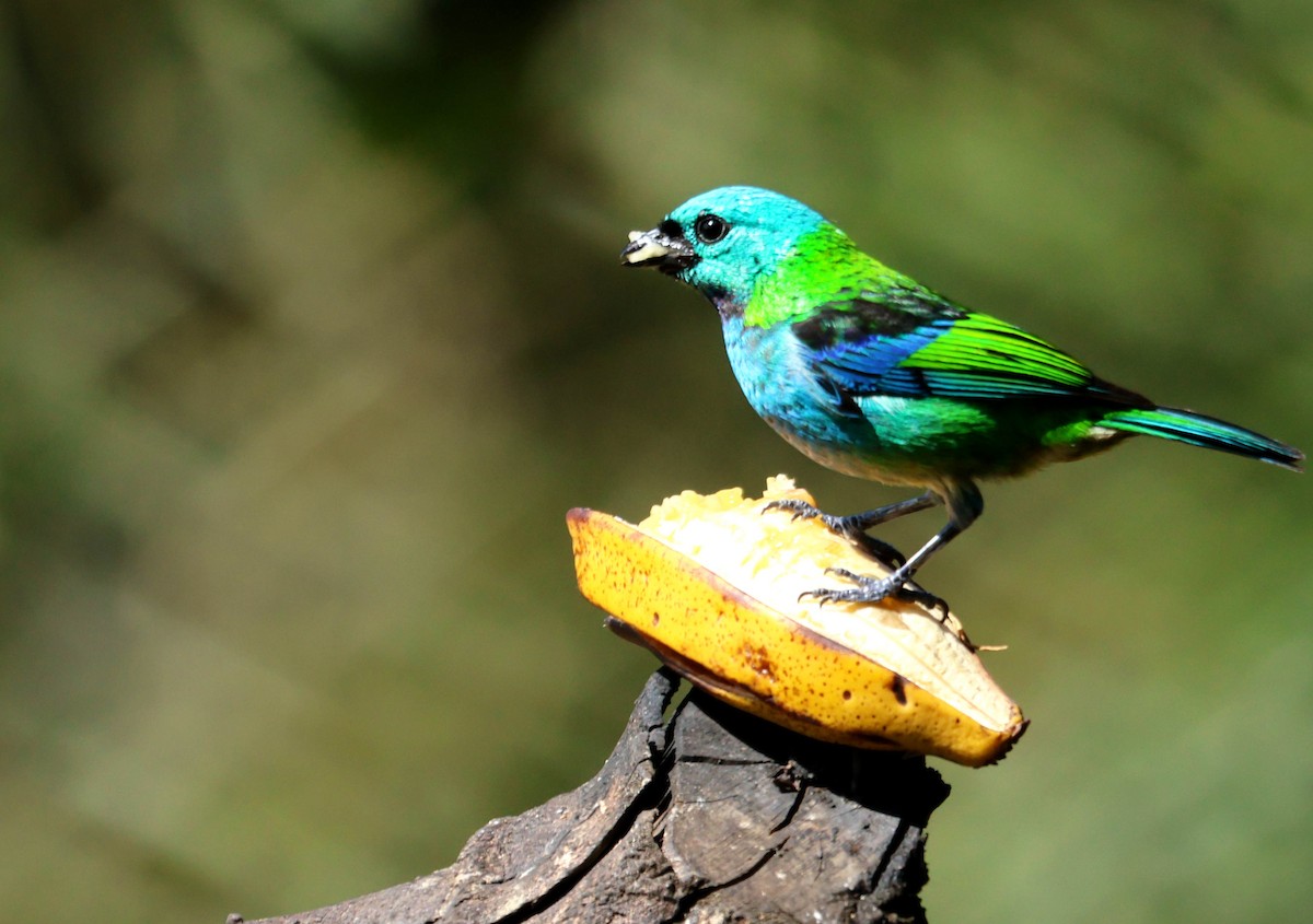 Green-headed Tanager - ML647279097
