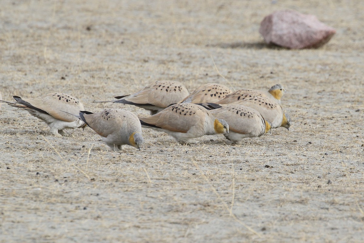 Tibetan Sandgrouse - ML647279098