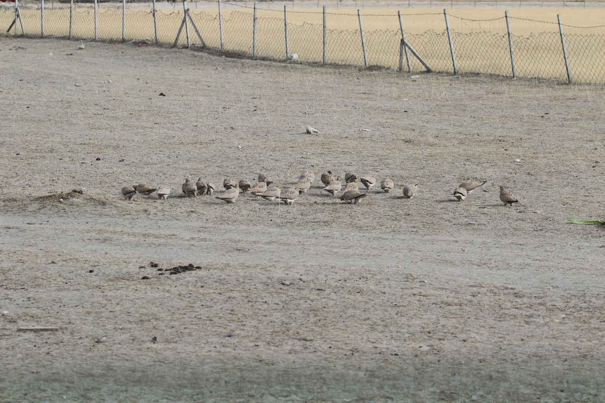 Tibetan Sandgrouse - ML647279099